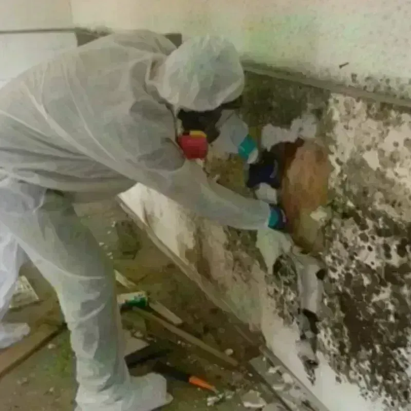 Mold Remediation and Removal in North Wilkesboro, NC